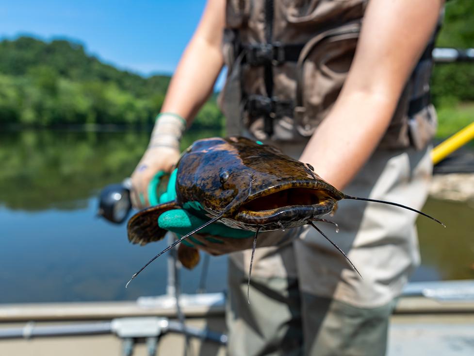 Person holding a large fish