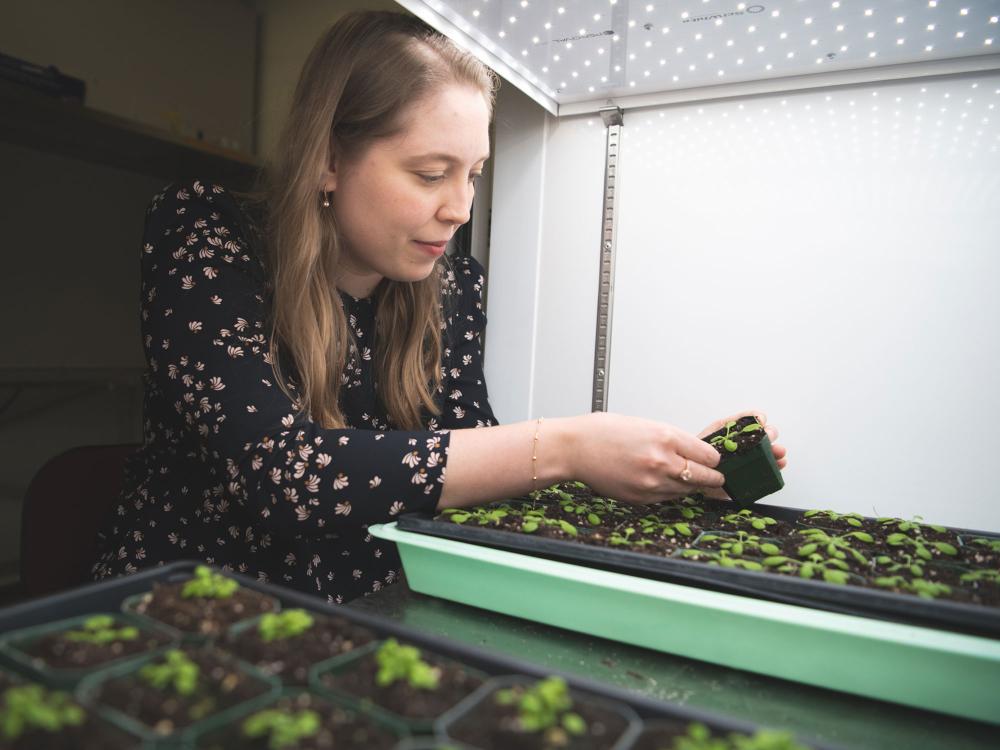 Sarah Pfaff picks up one of many small plants