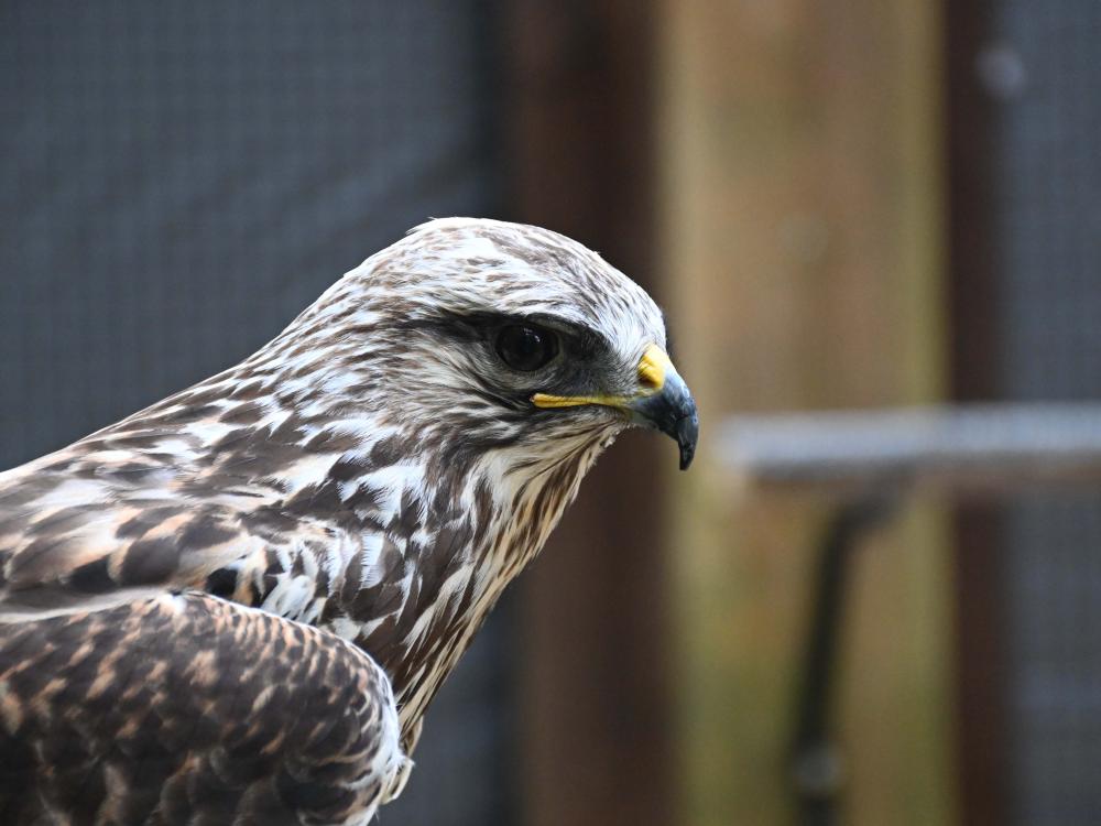 Closeup photo of a raptor named Alder