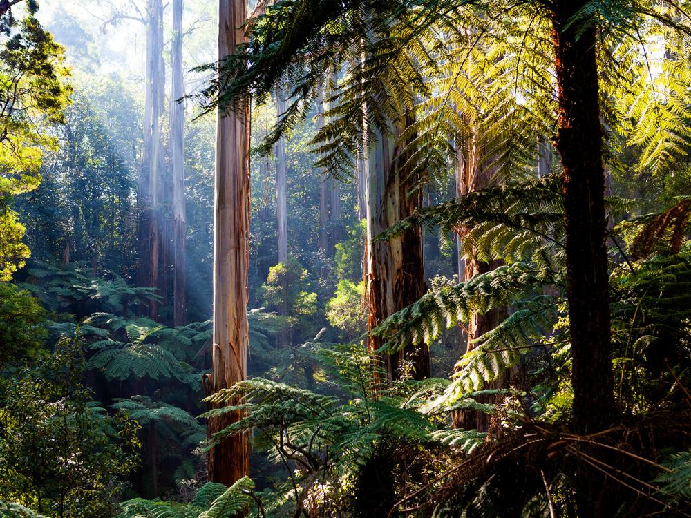 Australian rainforest with eucalyptus trees and ferns