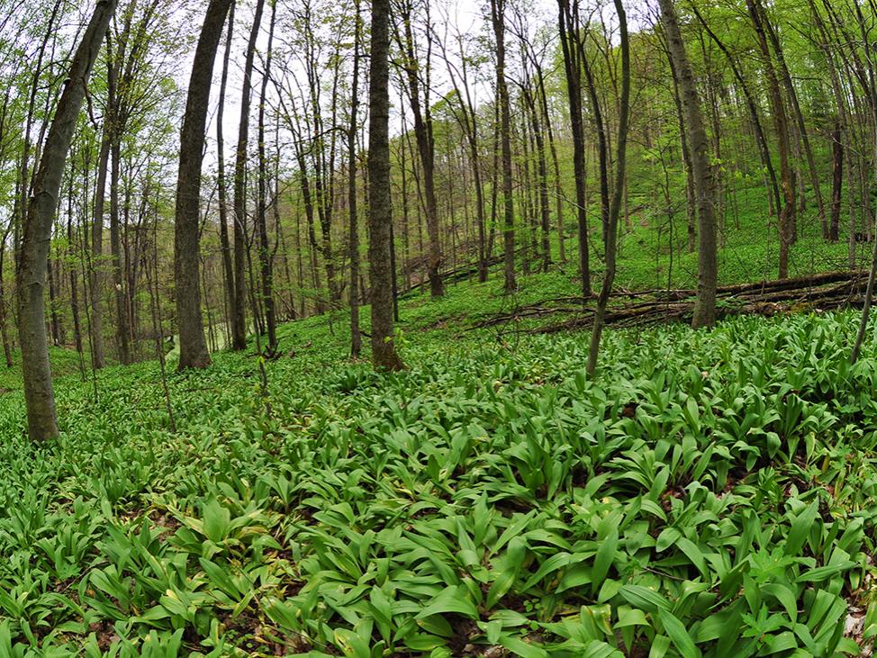 forest floor plant