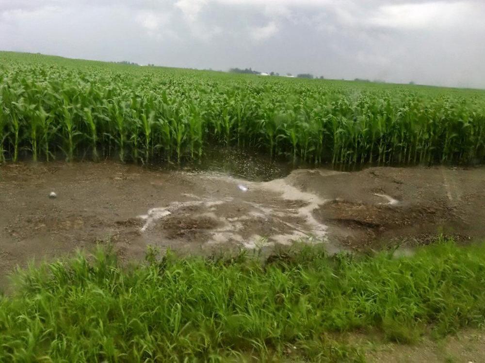 Runoff in a corn field after a heavy rain 