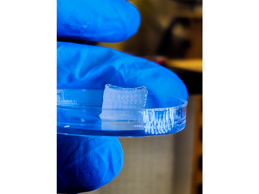 Close-up of bioprinted cube of cartilage