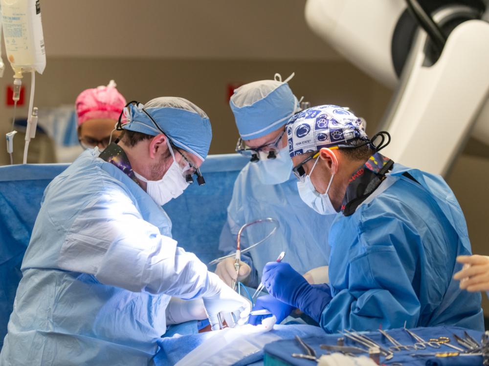 Two doctors perform a transcarotid artery revascularization procedure at Penn State Health St. Joseph Medical Center. They are focused and working in a well-lit operating room, using medical instruments and equipment to carry out the procedure.