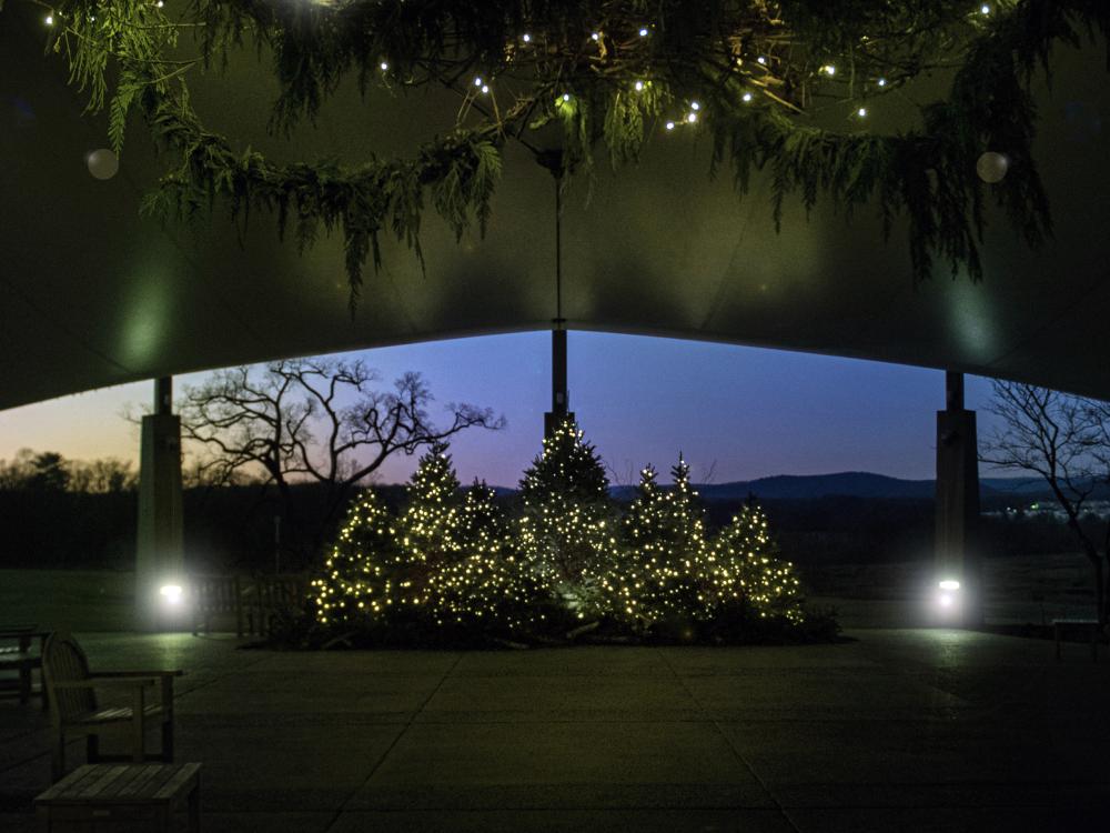 Fir trees decorated with sparkling holiday lights against night sky