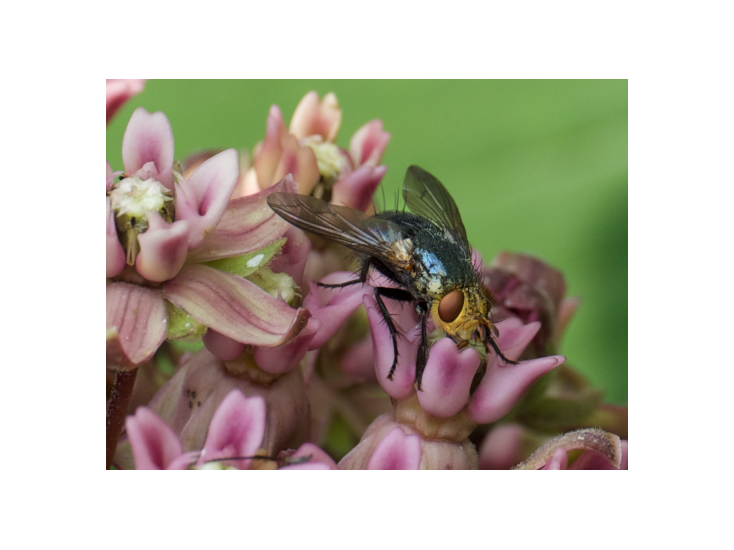 A blue fly pollinating milkweed. 
