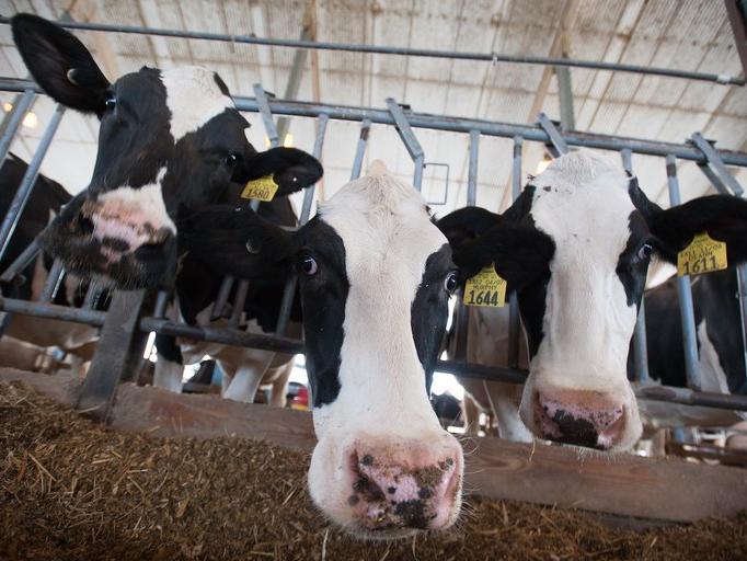 Dairy cows in a cow barn