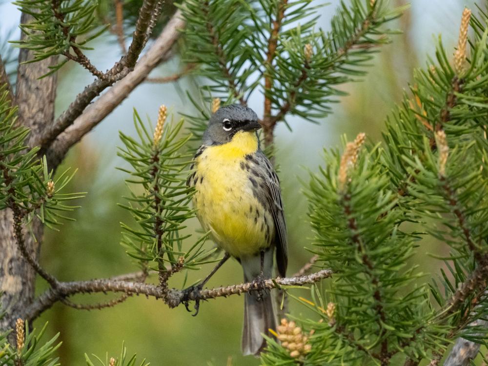 Kirtland's warbler sits in a tree