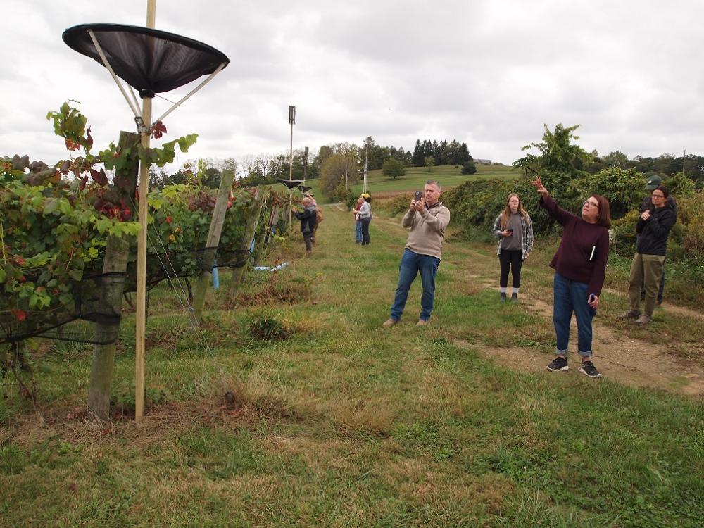 People in a vineyard