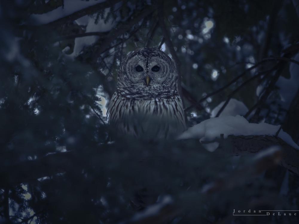 A barred owl hiding in a tree at Penn State Behrend