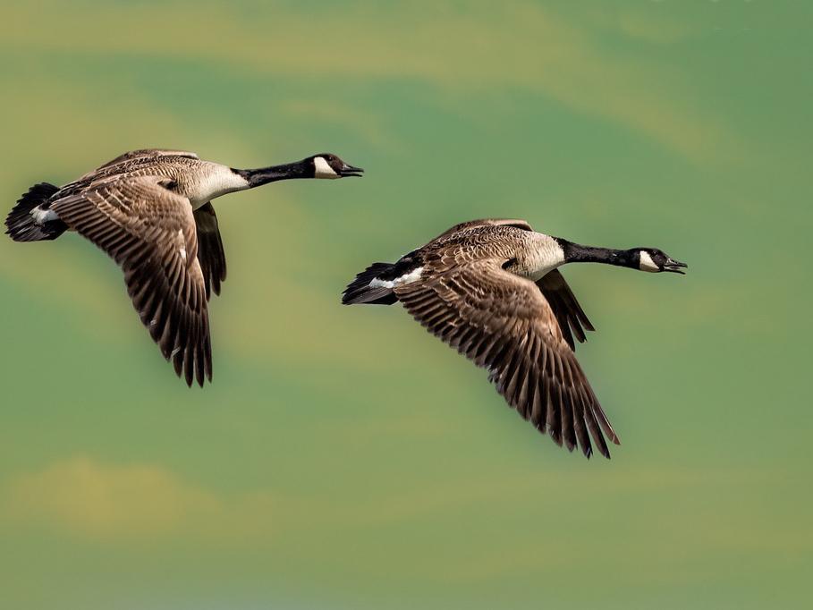 2 geese in air