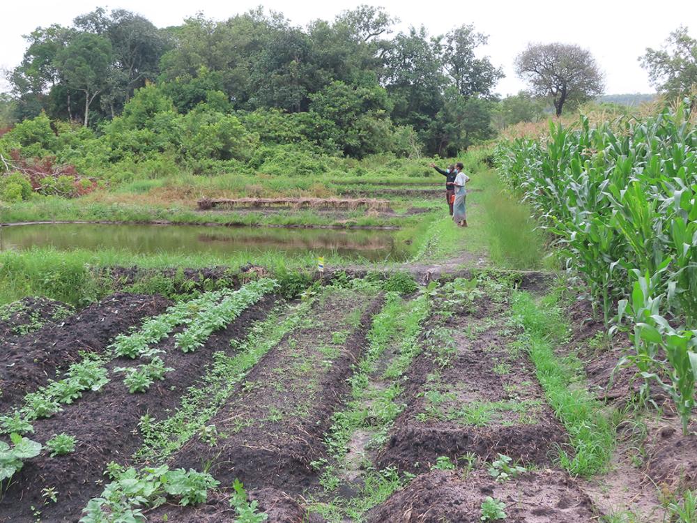 smallholder farm