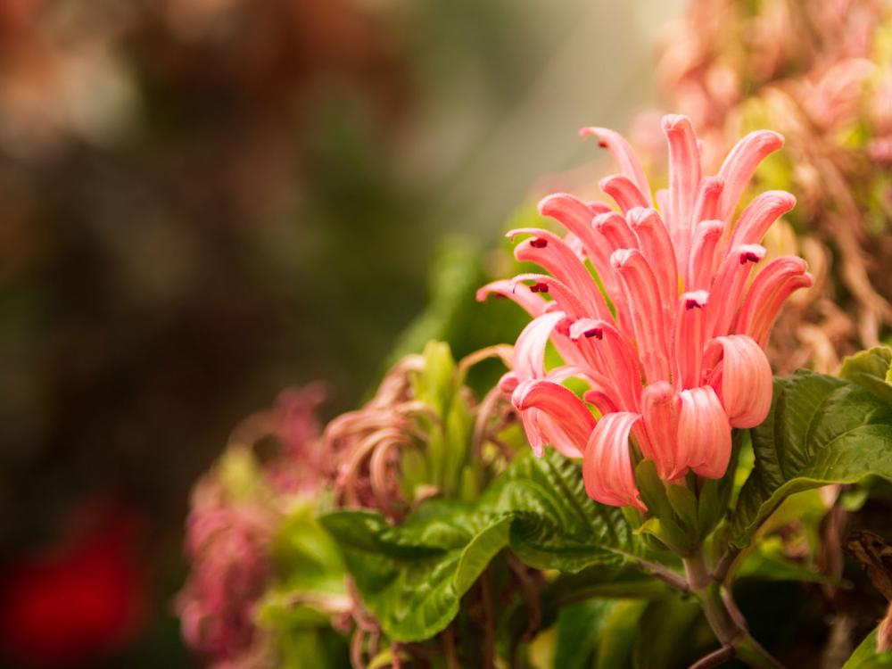 A pink flowering plant