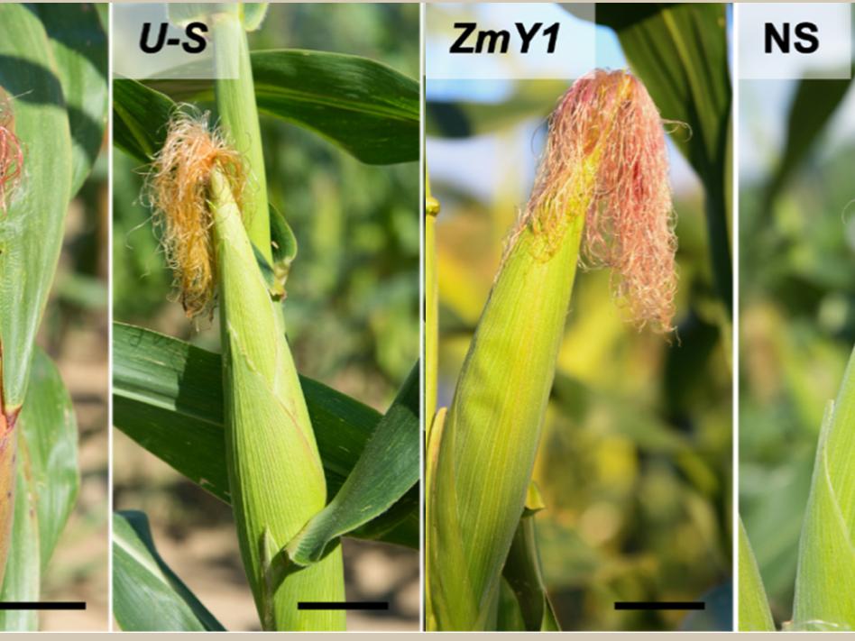 research corn