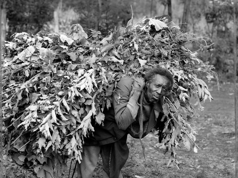 Black and white image of a black man with a large bundle of long-stemmed vegetation on his back