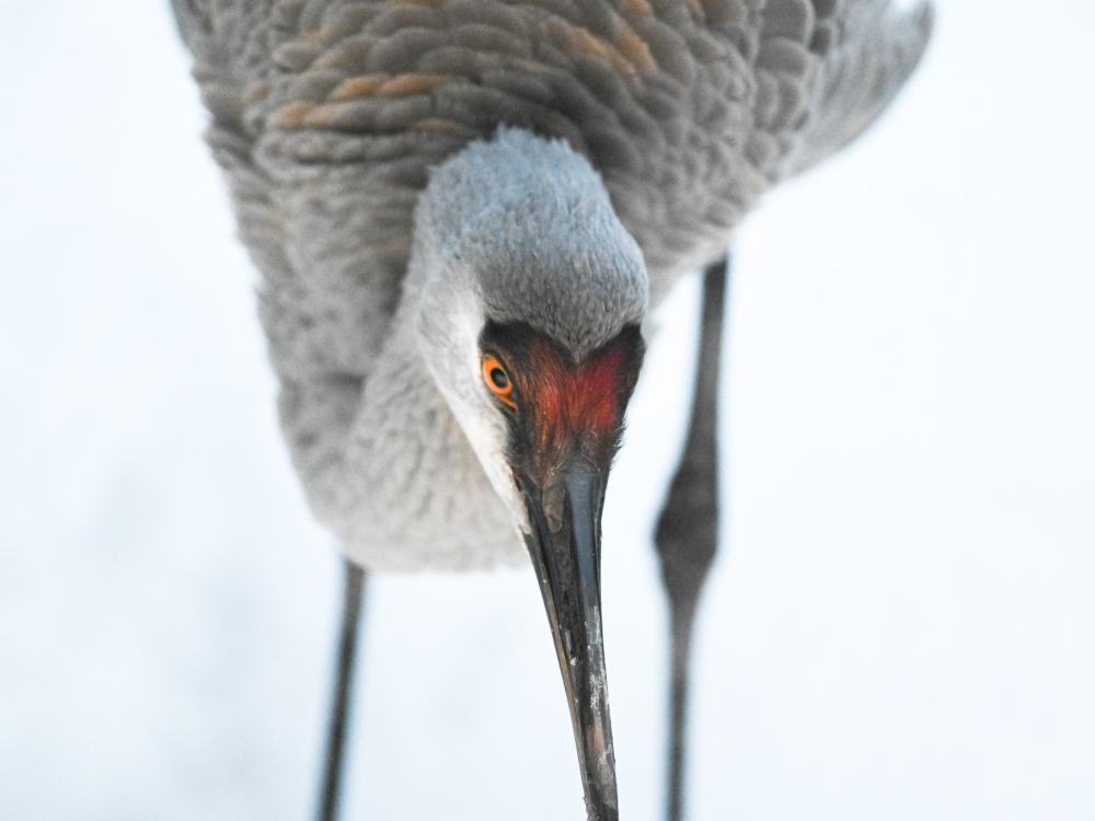 A close up picture of a sandhill crane in the snow