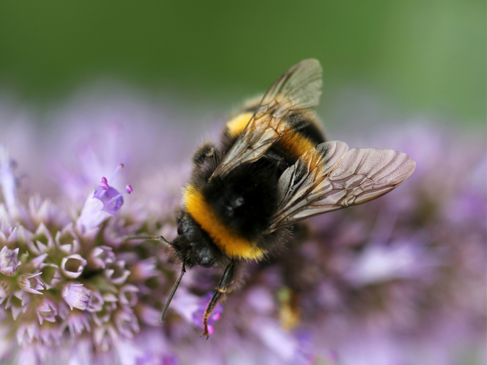 A close up photo of a bumble bee on a purple flower