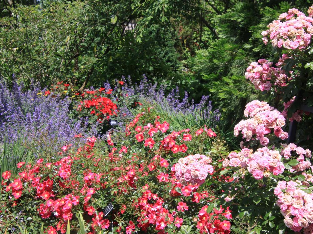 Roses and other fragrant flowers in bloom in a garden.