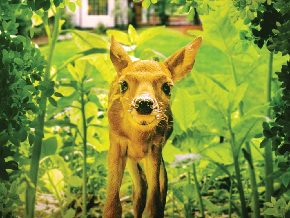 This Backyard Wilderness film poster shows a fawn surrounded by green leaves.