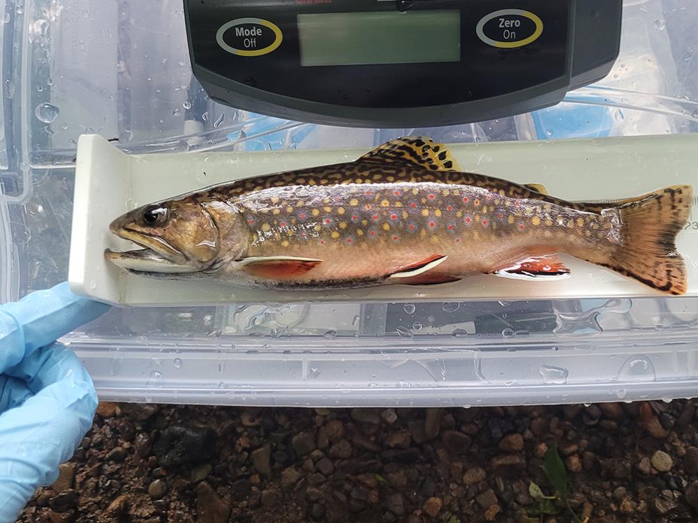 beautiful fish