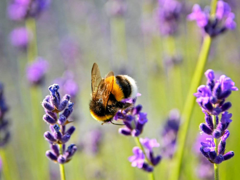 A bumble bee on a lavender flower