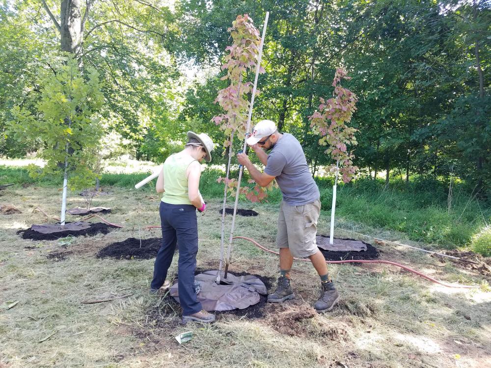 tree planting series