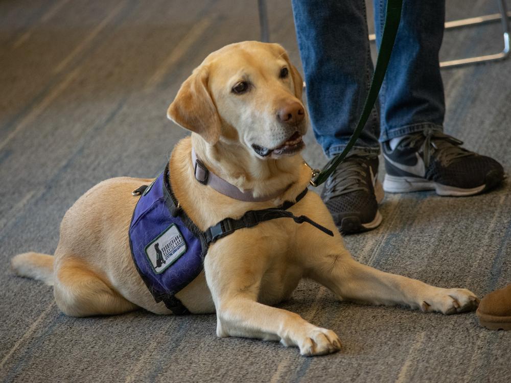 A dog wearing a Susquehanna Service Dogs vest lays on the ground