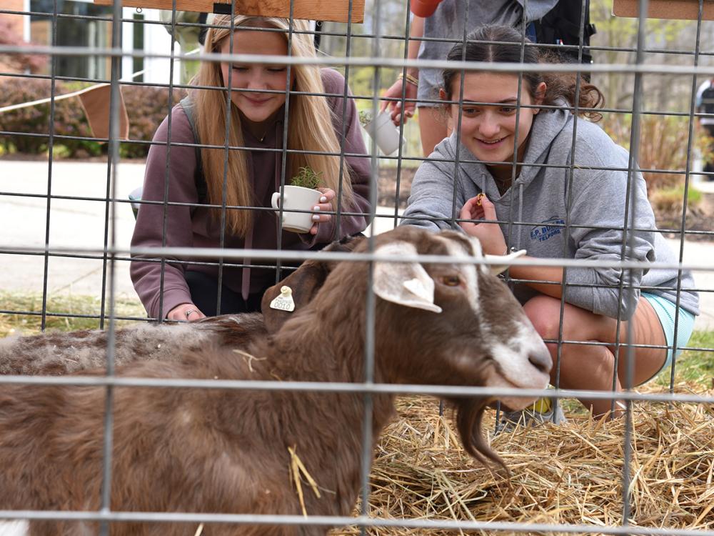 Two students look at goats on the Penn State Altoona campus
