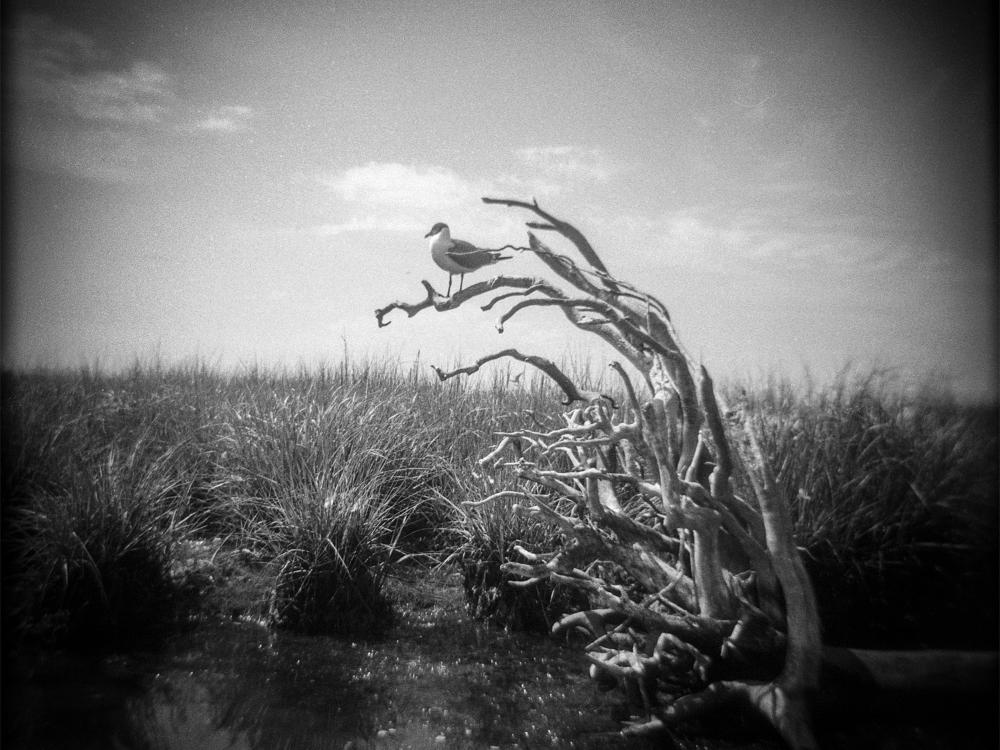 Bird Tree, a black-and-white film photograph by Joanna Knox Yoder