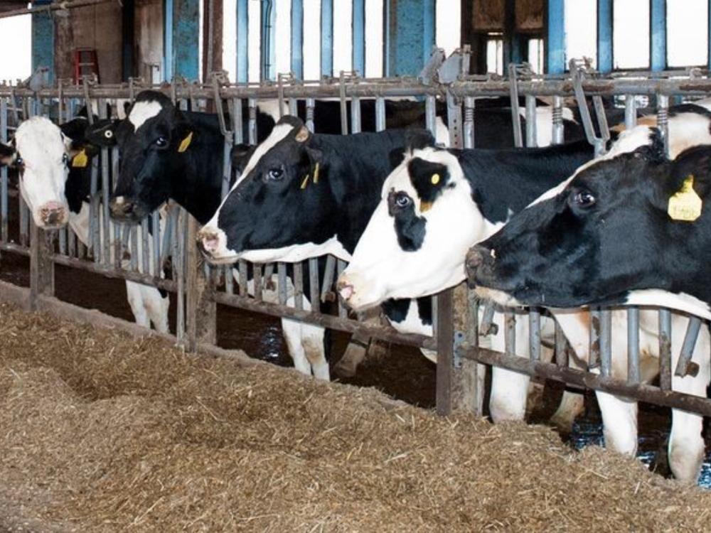 cows at Penn State dairy barns