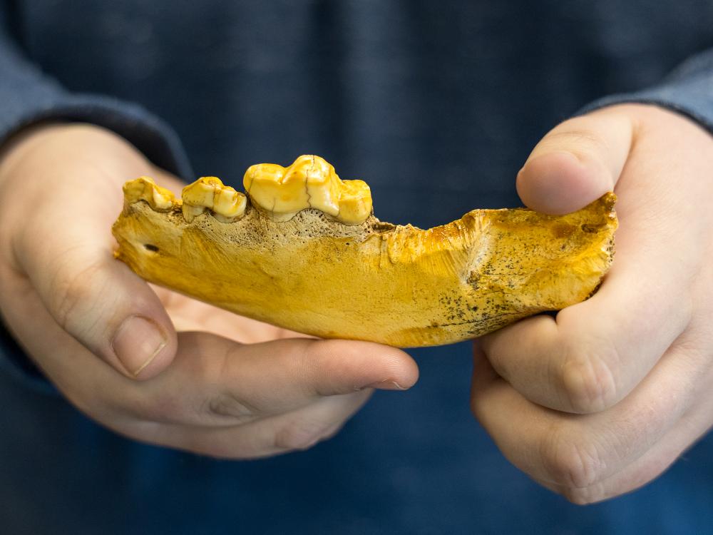 Student shows off a dire wolf fossil