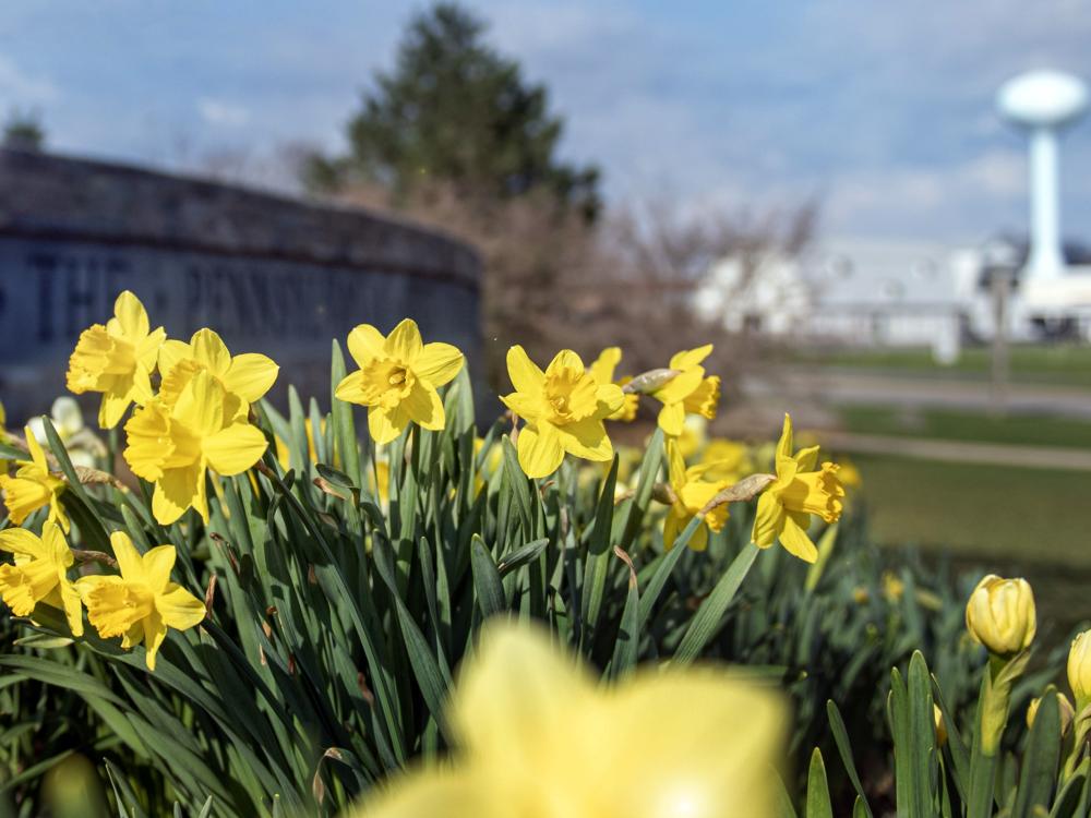 Yellow daffodils in front of a sign that reads "The Pennsylvania State University"