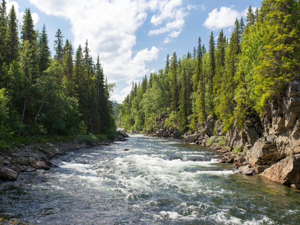 A wide stream winding through pine trees on either side