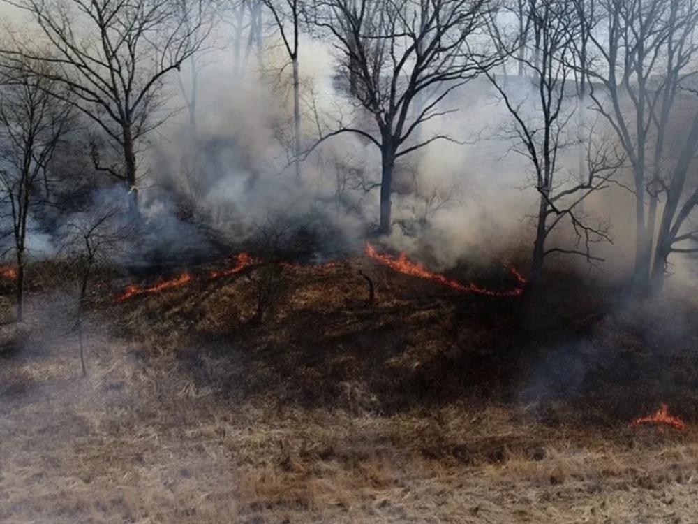 An image of a controlled fire, with flames visible at the base of several trees, which are surrounded by smoke