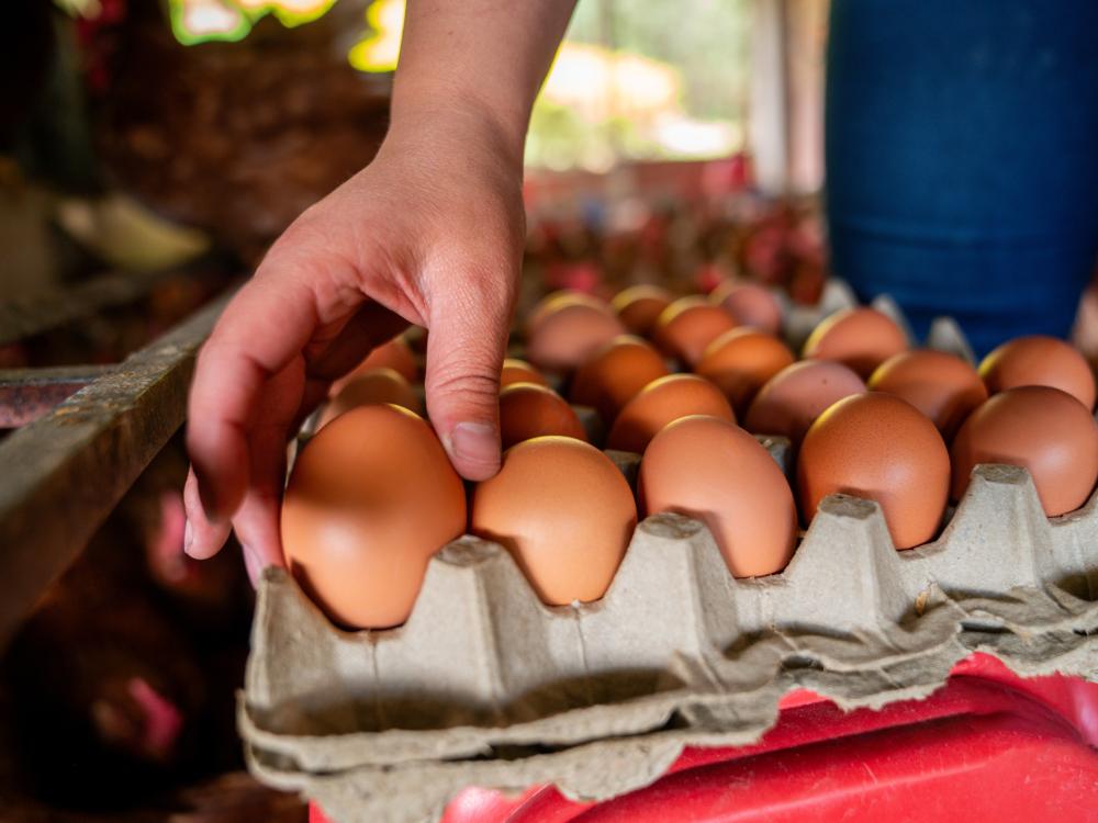 Hand reaching for eggs in a cardboard container