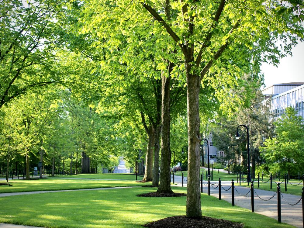 Trees on the Penn State University Park campus
