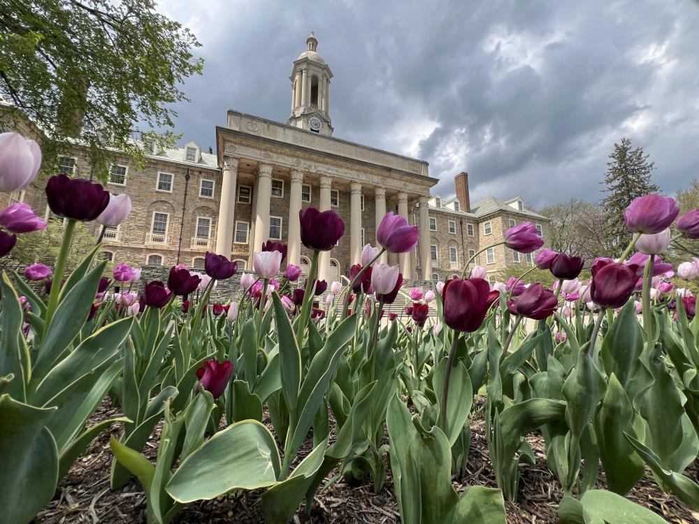Purple tulips in front of Old Main, with a dark cloudy sky in the background