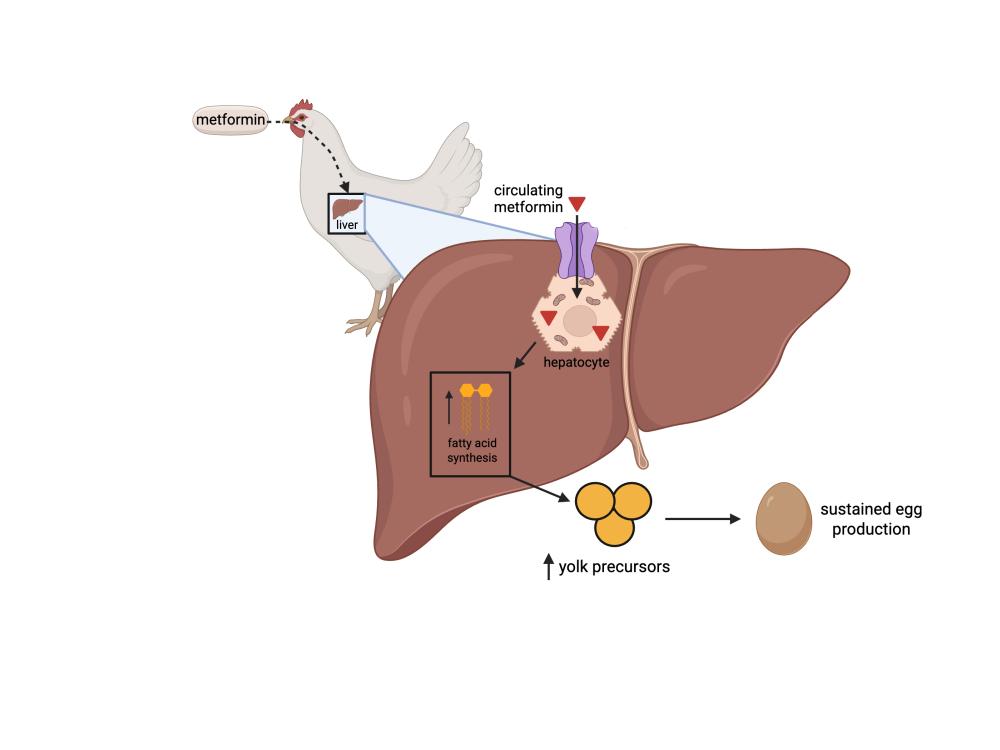 一般的な糖尿病治療薬がニワトリの産卵を増やす(Common diabetes drug helps chickens lay more eggs)