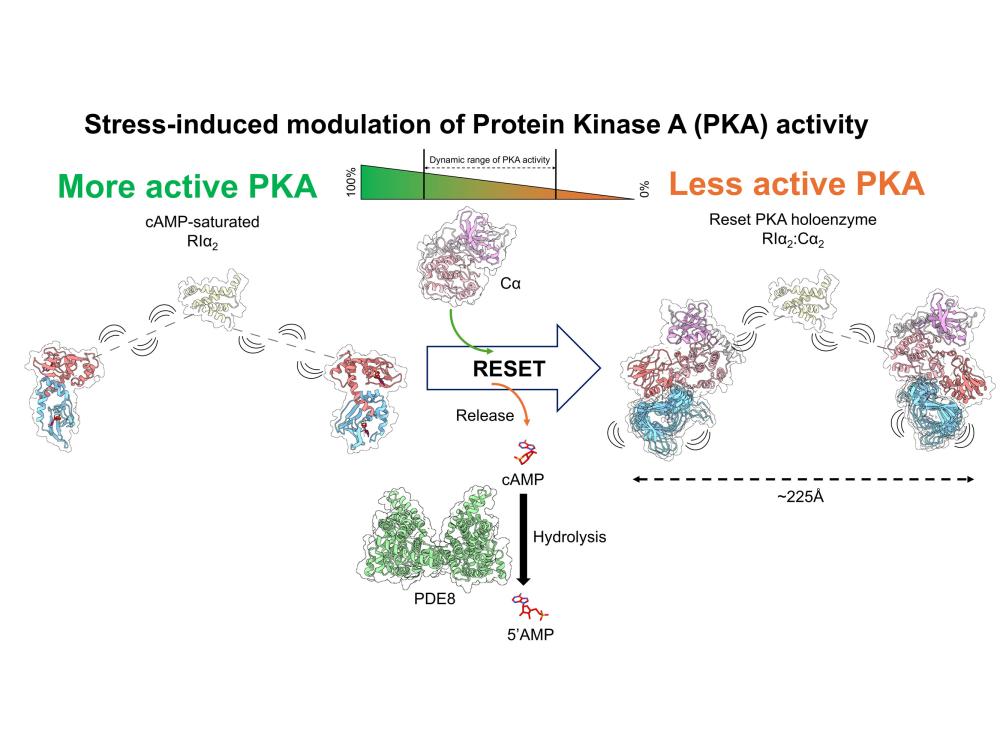illustration of PKA reset mechanism