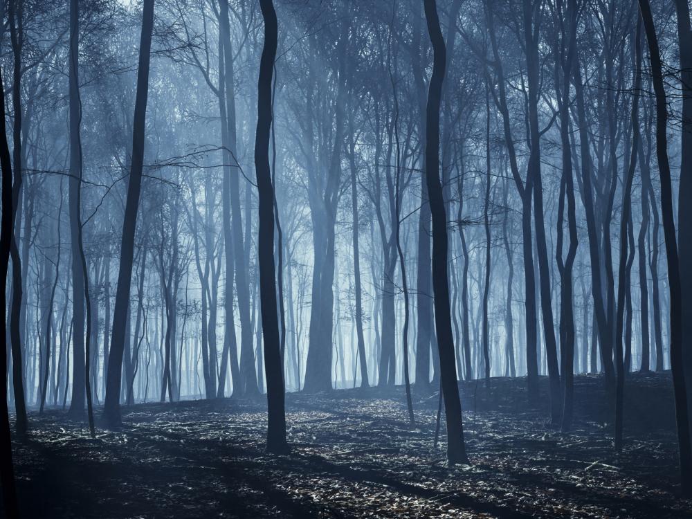 A forest at night illuminated by moonbeams