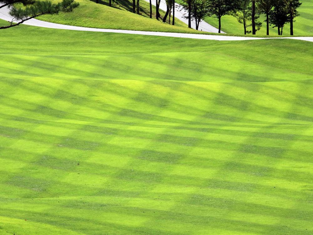 a turfgrass lawn at a golf course