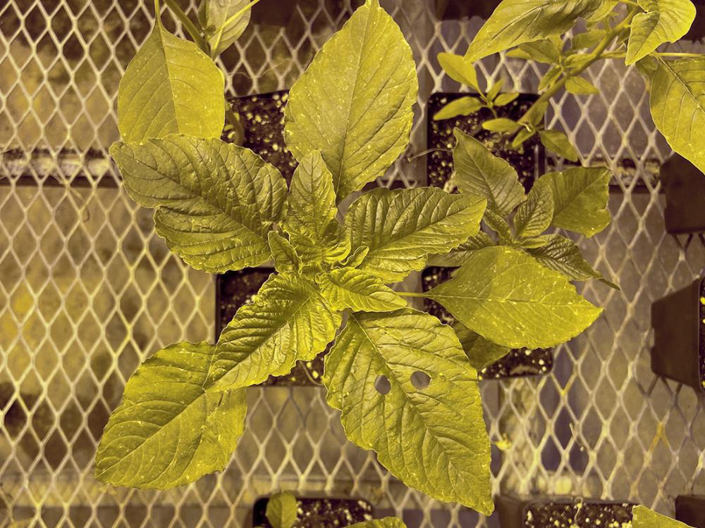 weed from field