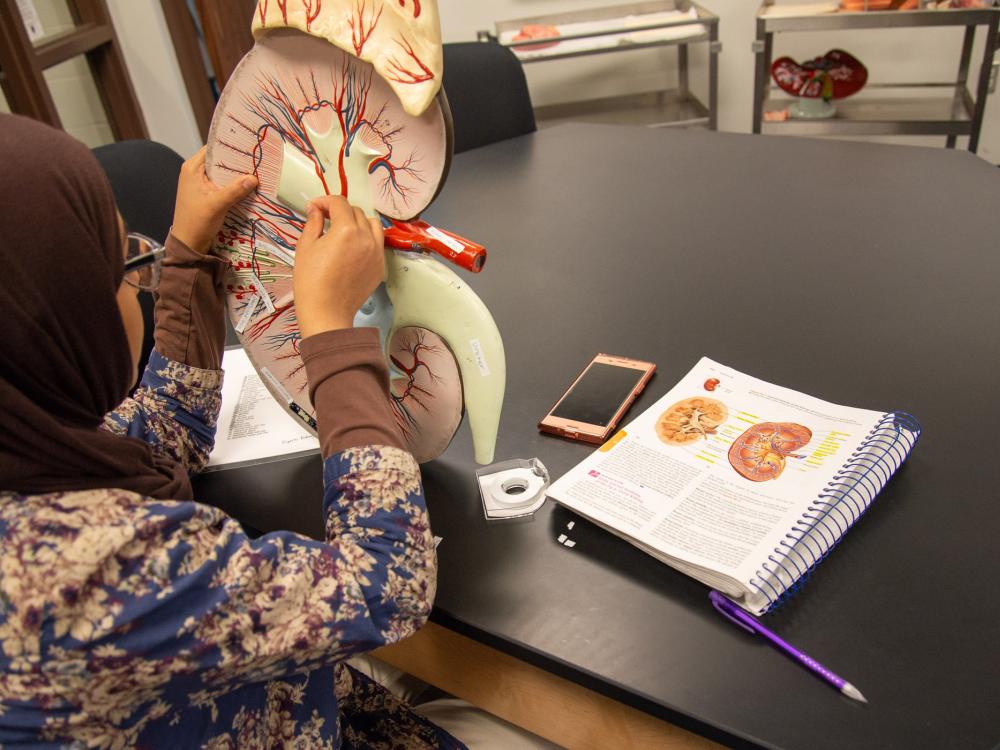 A student adds labels to a model of a kidney