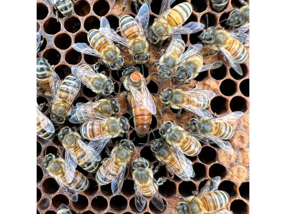 Worker bees surround a queen bee