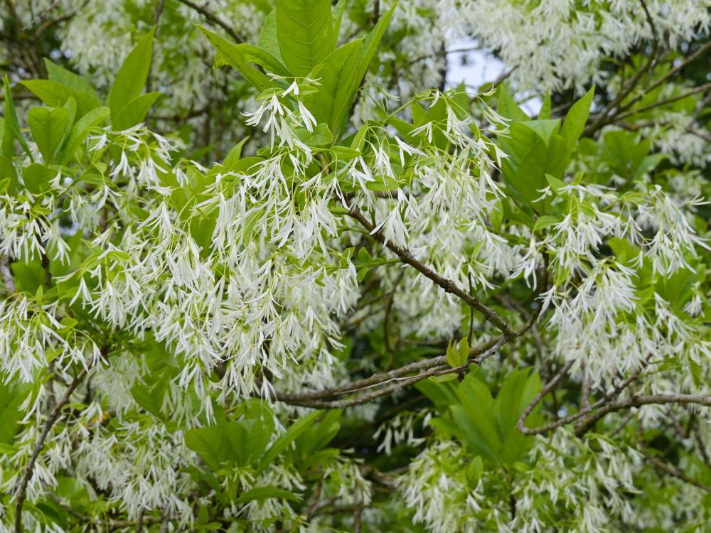 white fringetree