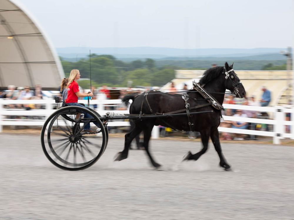 Driving demo at Ag Progress Days Equine Experience