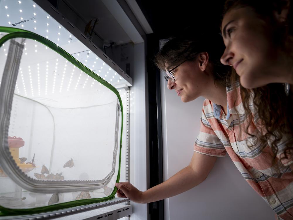Two people look at a butterfly enclosure