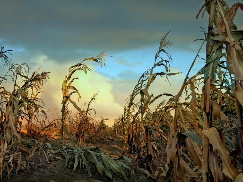 dying corn stalks