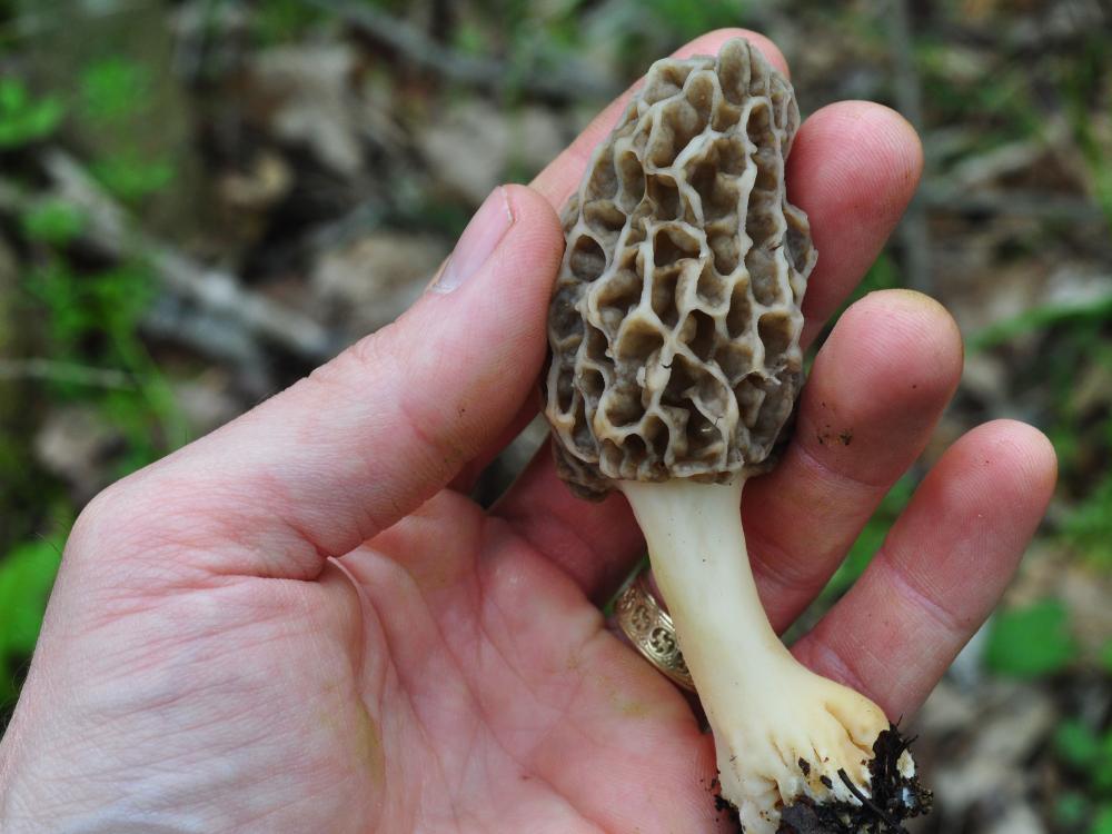 a hand holding a mushroom