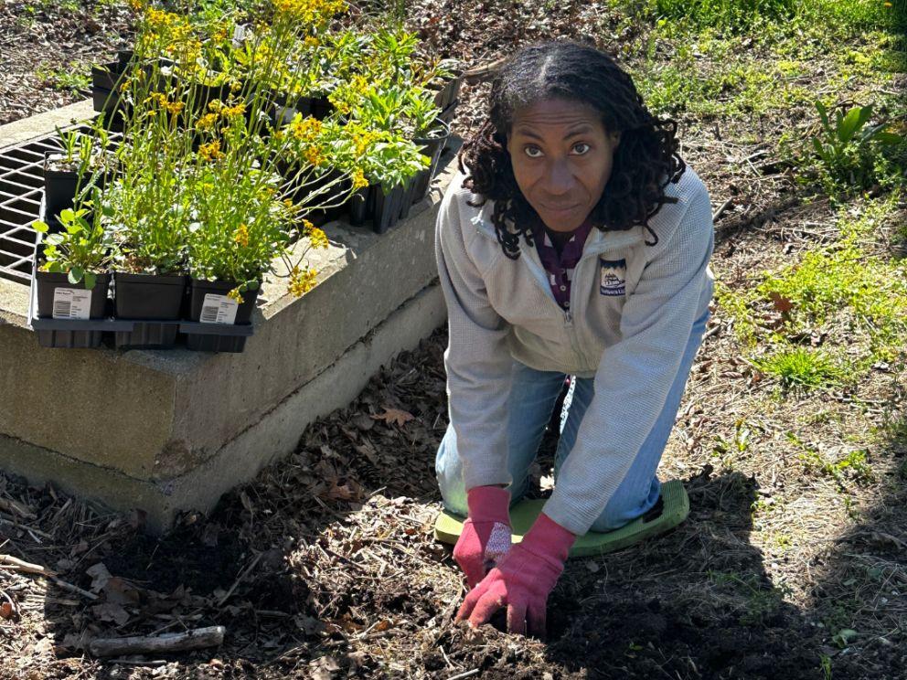 Master Watershed Steward Rose Johnson working in a rain garden